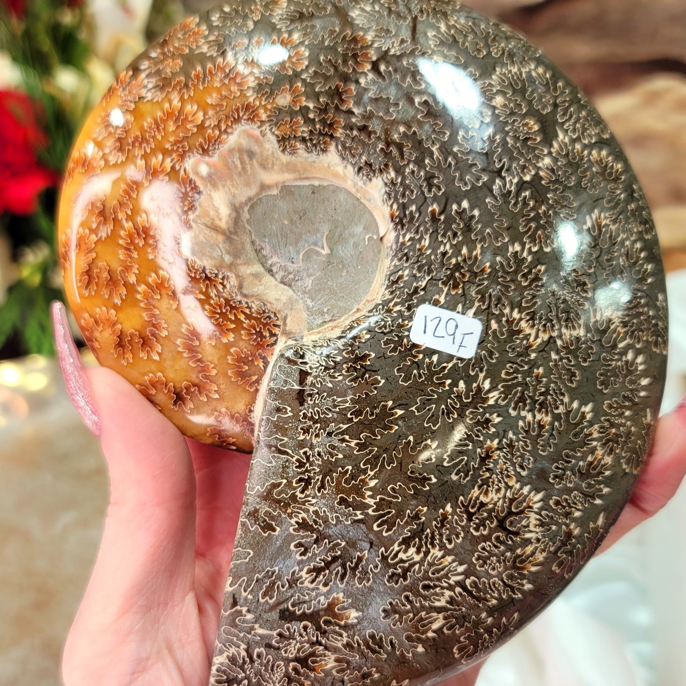 Ammonite Bowl for Balance, Good Luck, Positive Energy and Protection (129F)