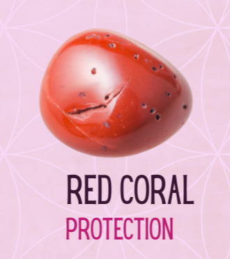 Rare Red Coral Fossil for Leadership, Luck and Successful Business