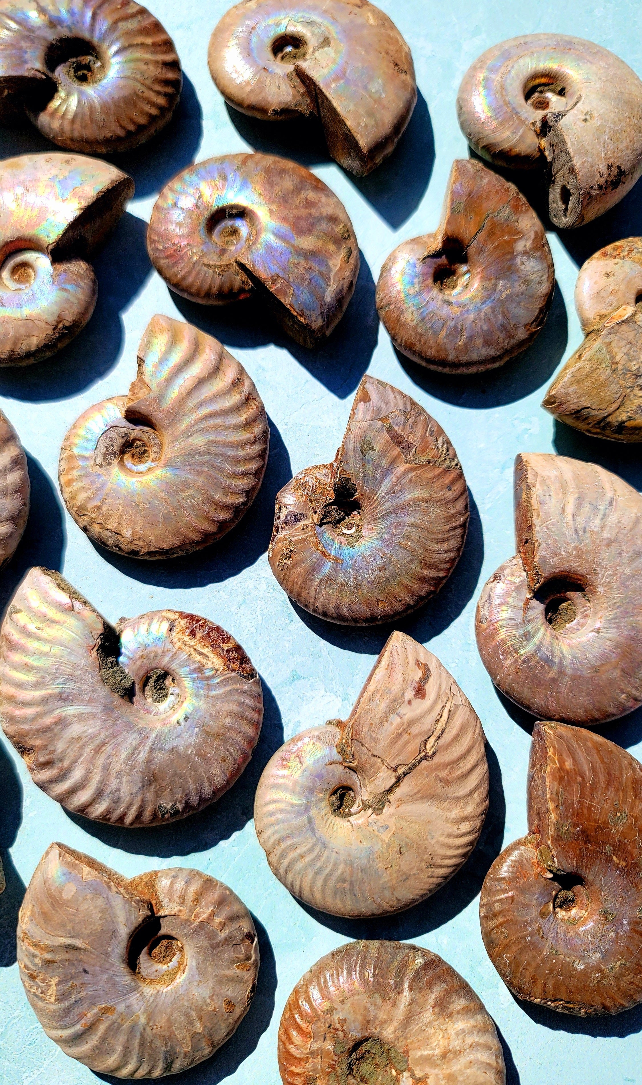 Enchanting Ammonite