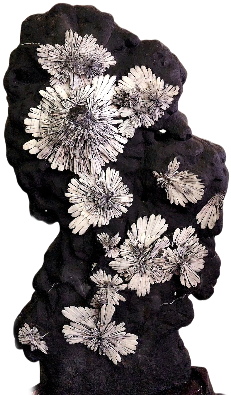 Chrysanthemum Stone