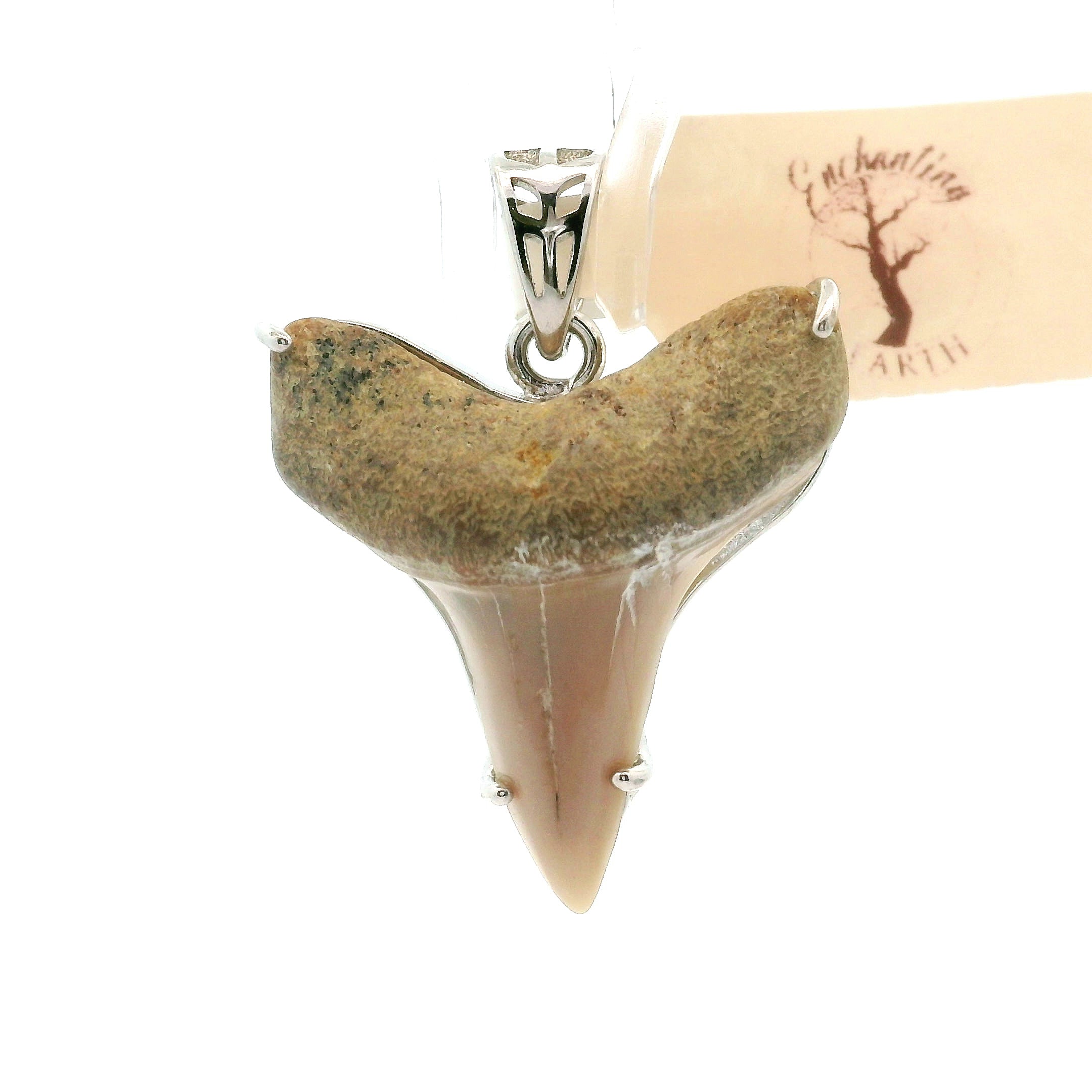Shark Tooth Fossil Pendant .925 Silver for Emotional Support, Joy and Self Worth