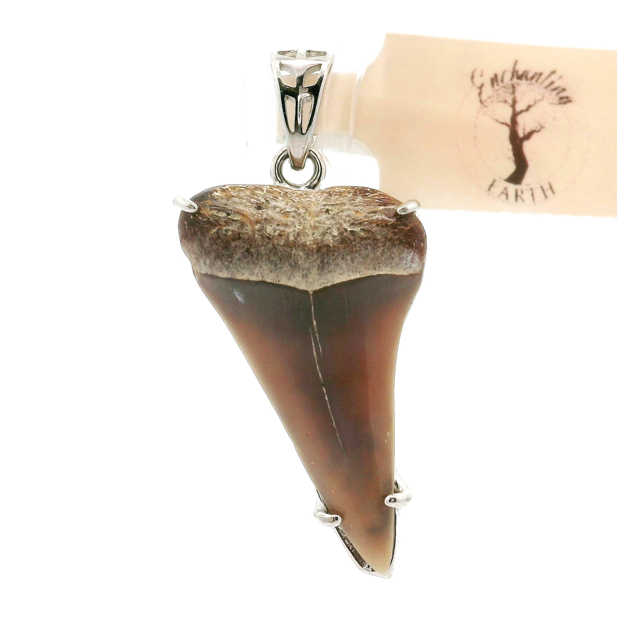 Shark Tooth Fossil Pendant .925 Silver for Emotional Support, Joy and Self Worth