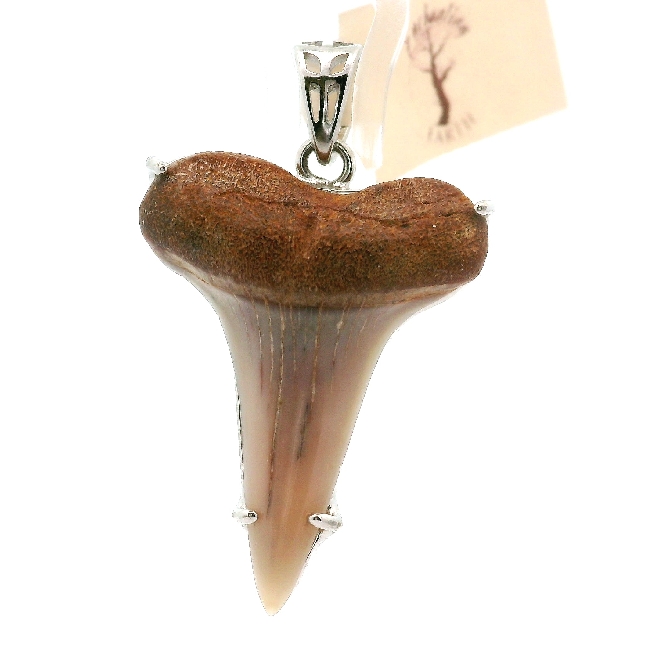 Shark Tooth Fossil Pendant .925 Silver for Emotional Support, Joy and Self Worth