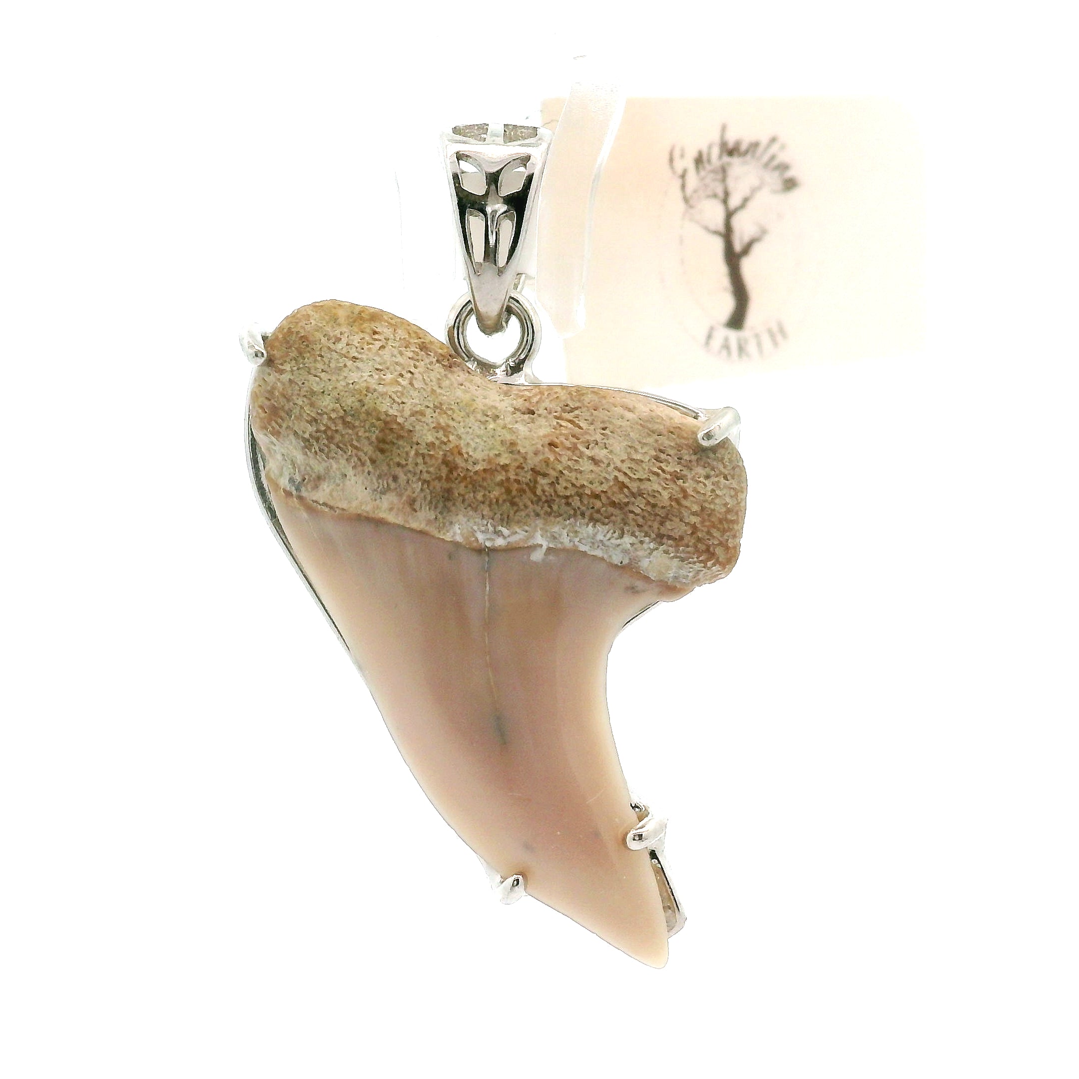 Shark Tooth Fossil Pendant .925 Silver for Emotional Support, Joy and Self Worth