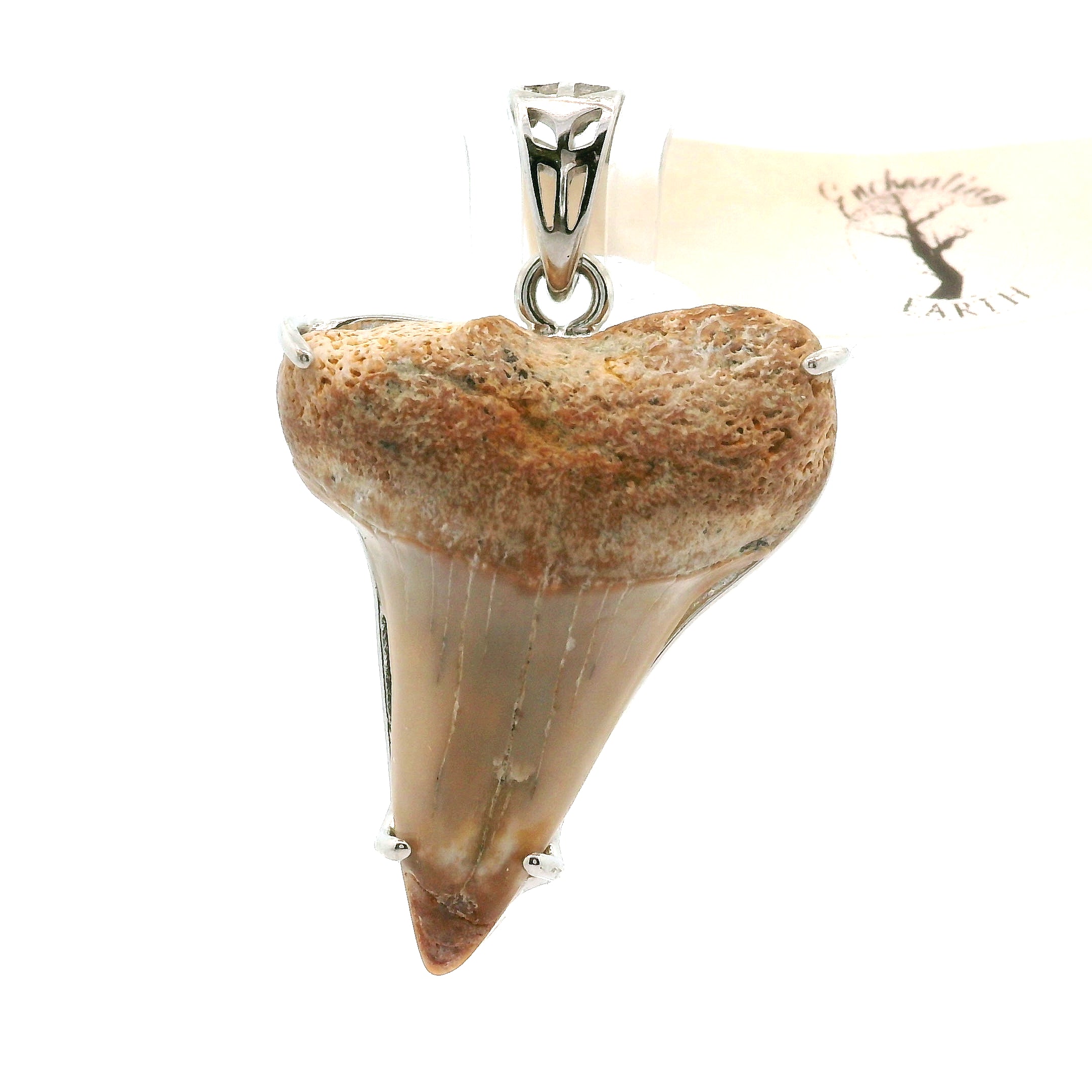 Shark Tooth Fossil Pendant .925 Silver for Emotional Support, Joy and Self Worth