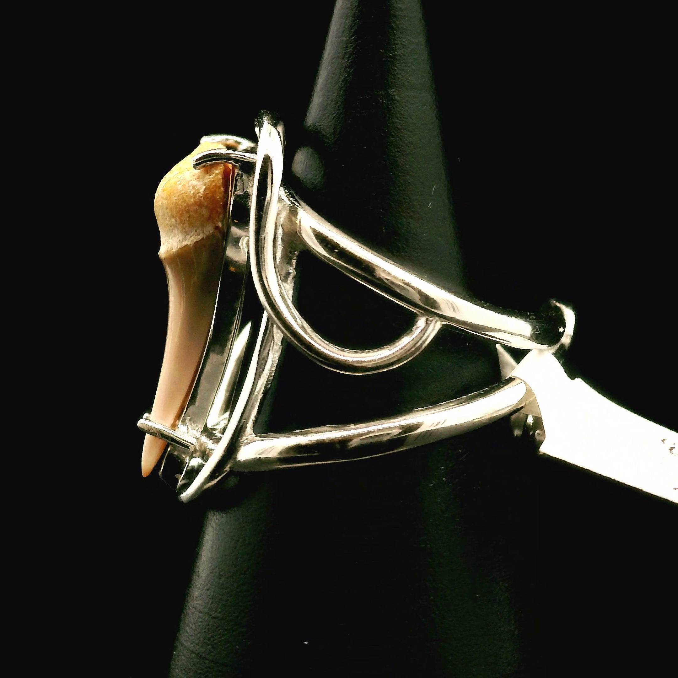 Shark Tooth Fossil Cuff Ring .925 Silver for Emotional Support, Joy and Self Worth