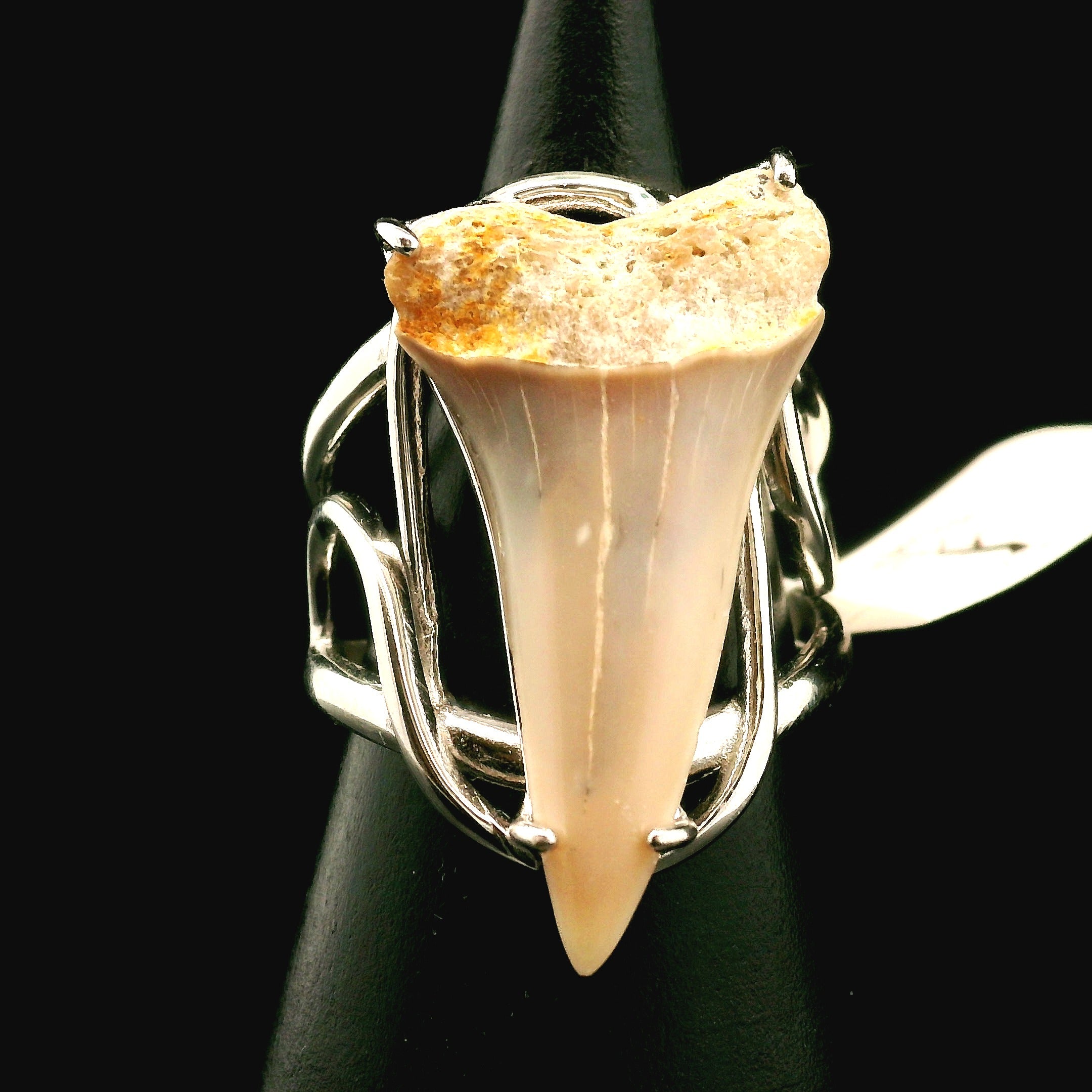 Shark Tooth Fossil Cuff Ring .925 Silver for Emotional Support, Joy and Self Worth