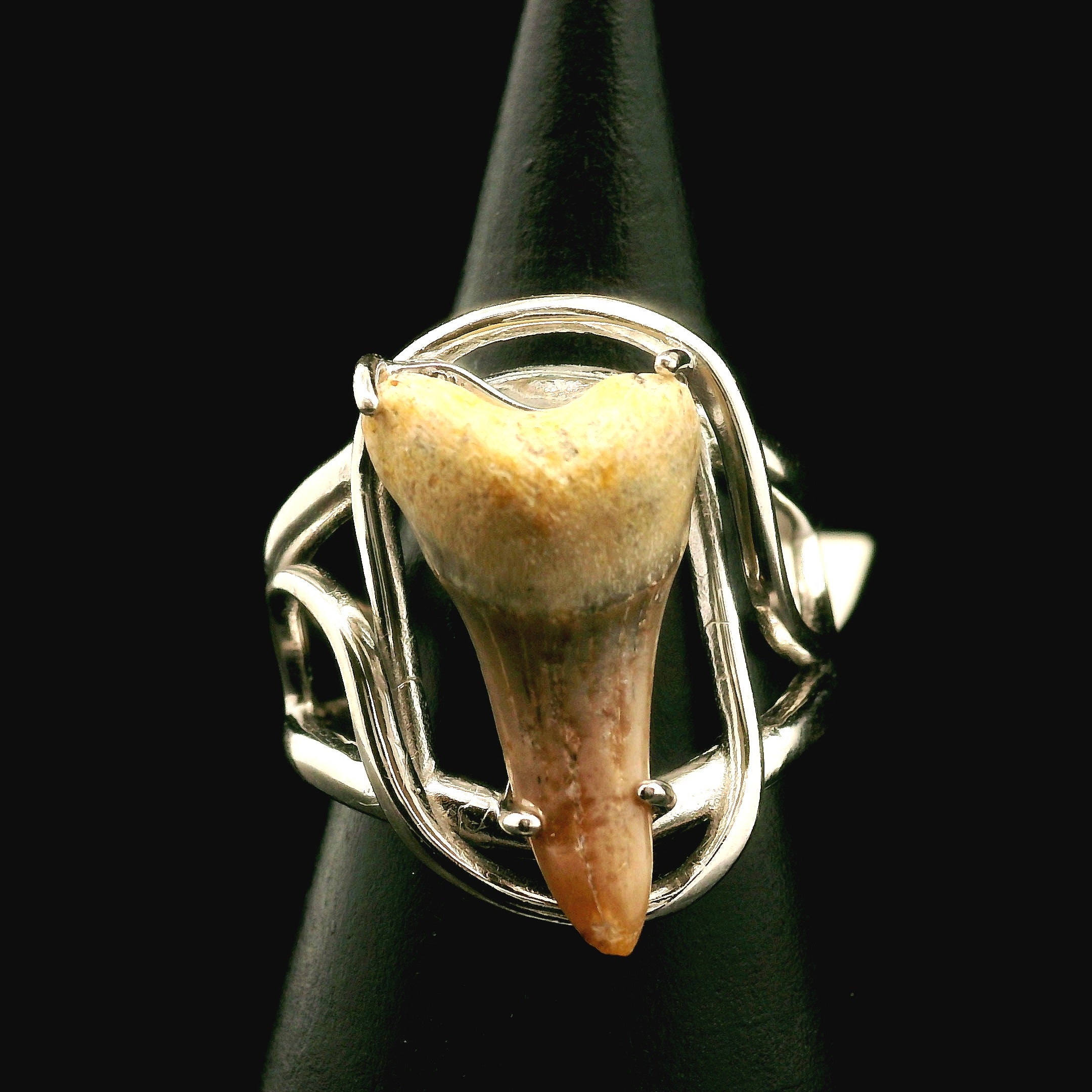 Shark Tooth Fossil Cuff Ring .925 Silver for Emotional Support, Joy and Self Worth