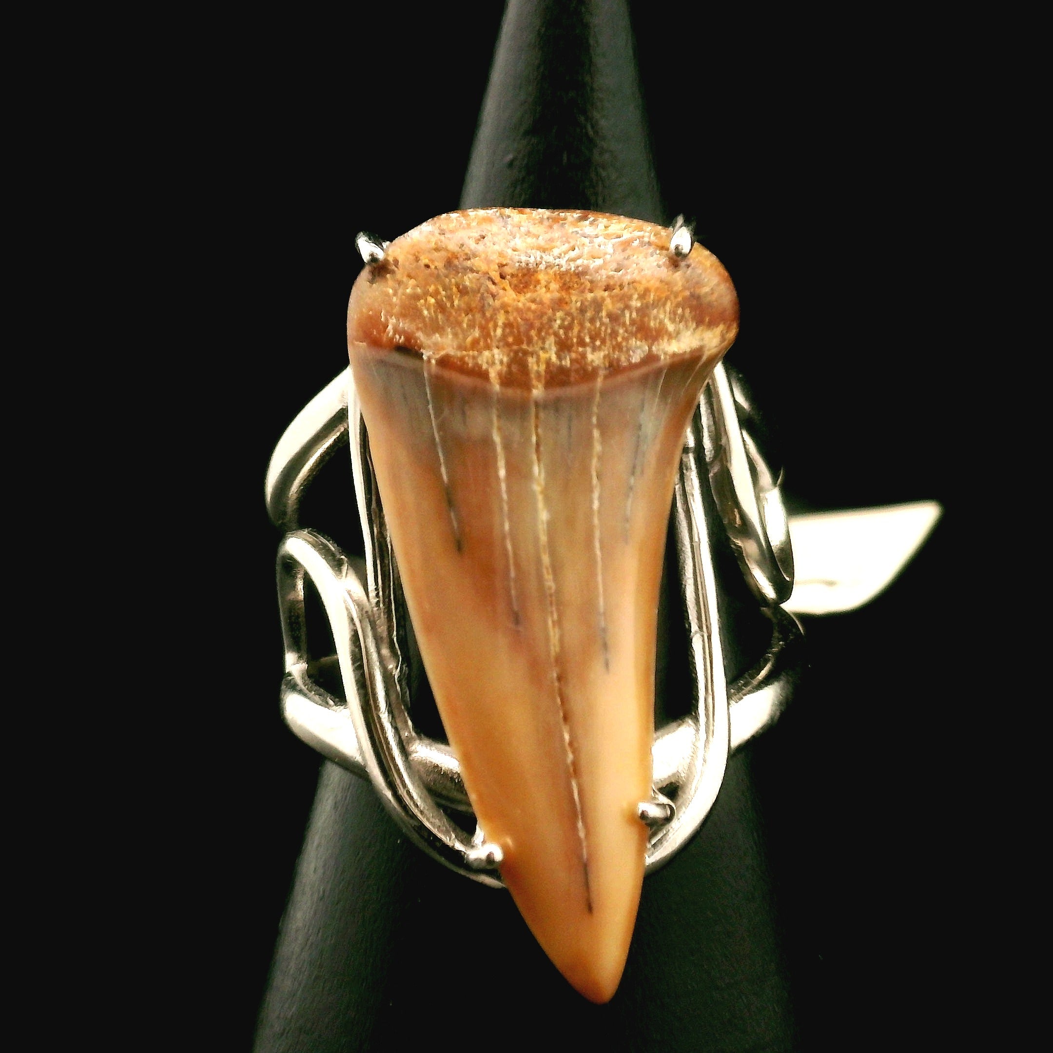 Shark Tooth Fossil Cuff Ring .925 Silver for Emotional Support, Joy and Self Worth