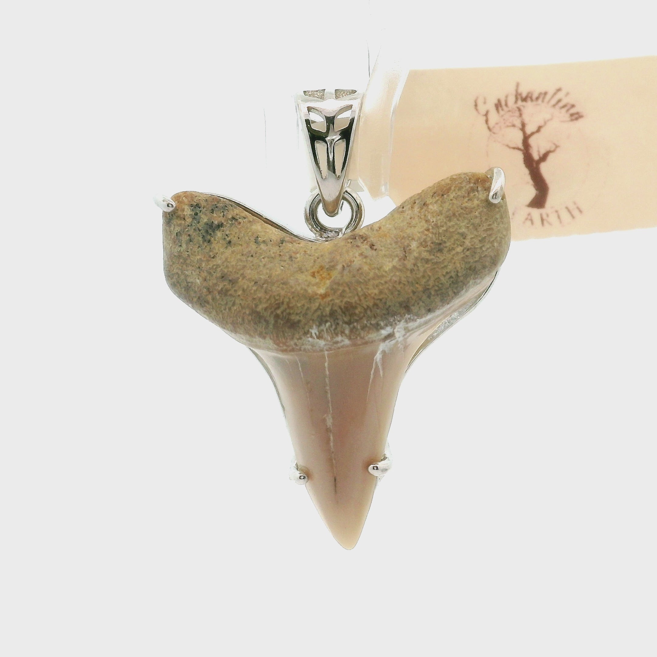 Shark Tooth Fossil Pendant .925 Silver for Emotional Support, Joy and Self Worth