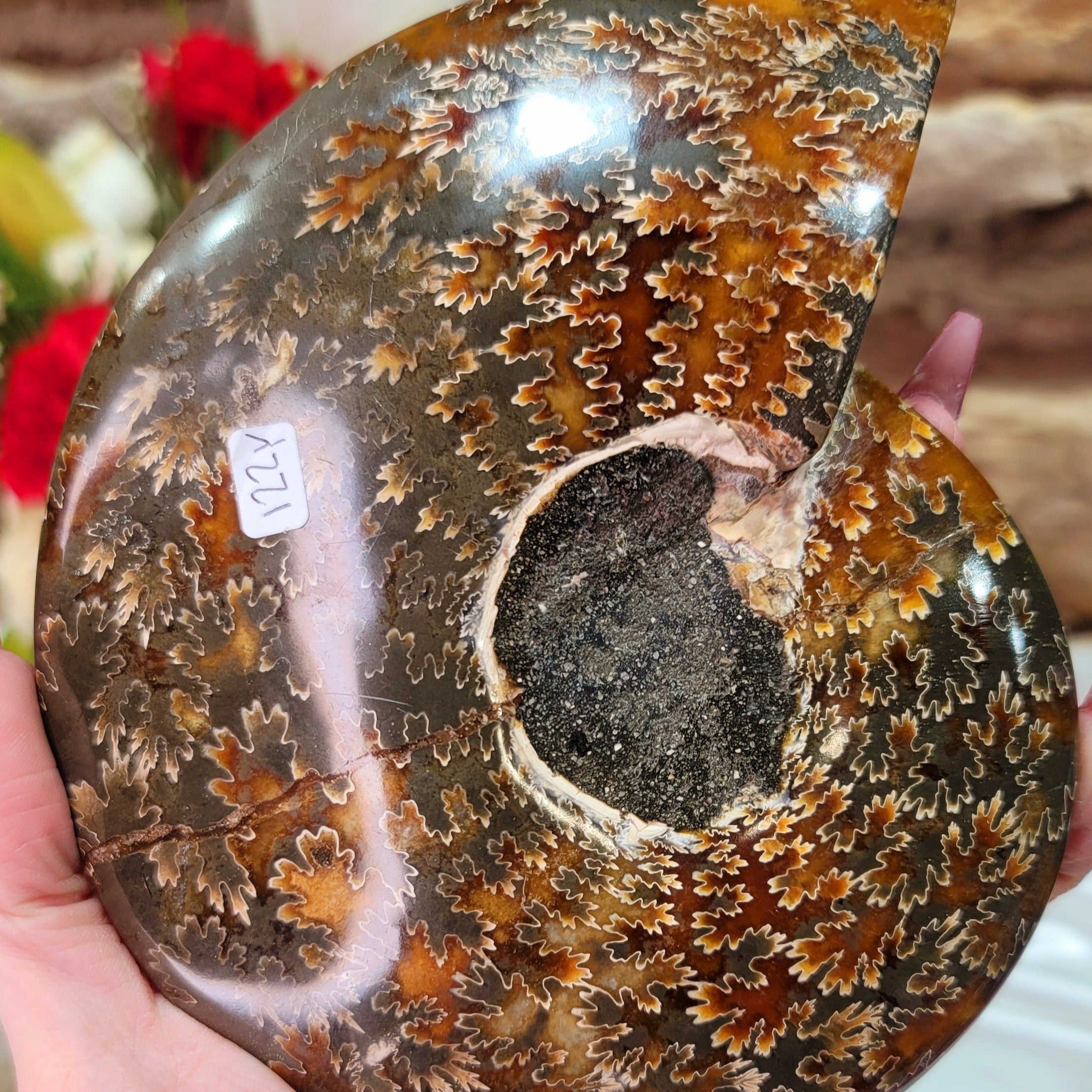 Ammonite Bowl for Balance, Good Luck, Positive Energy and Protection (122Y)
