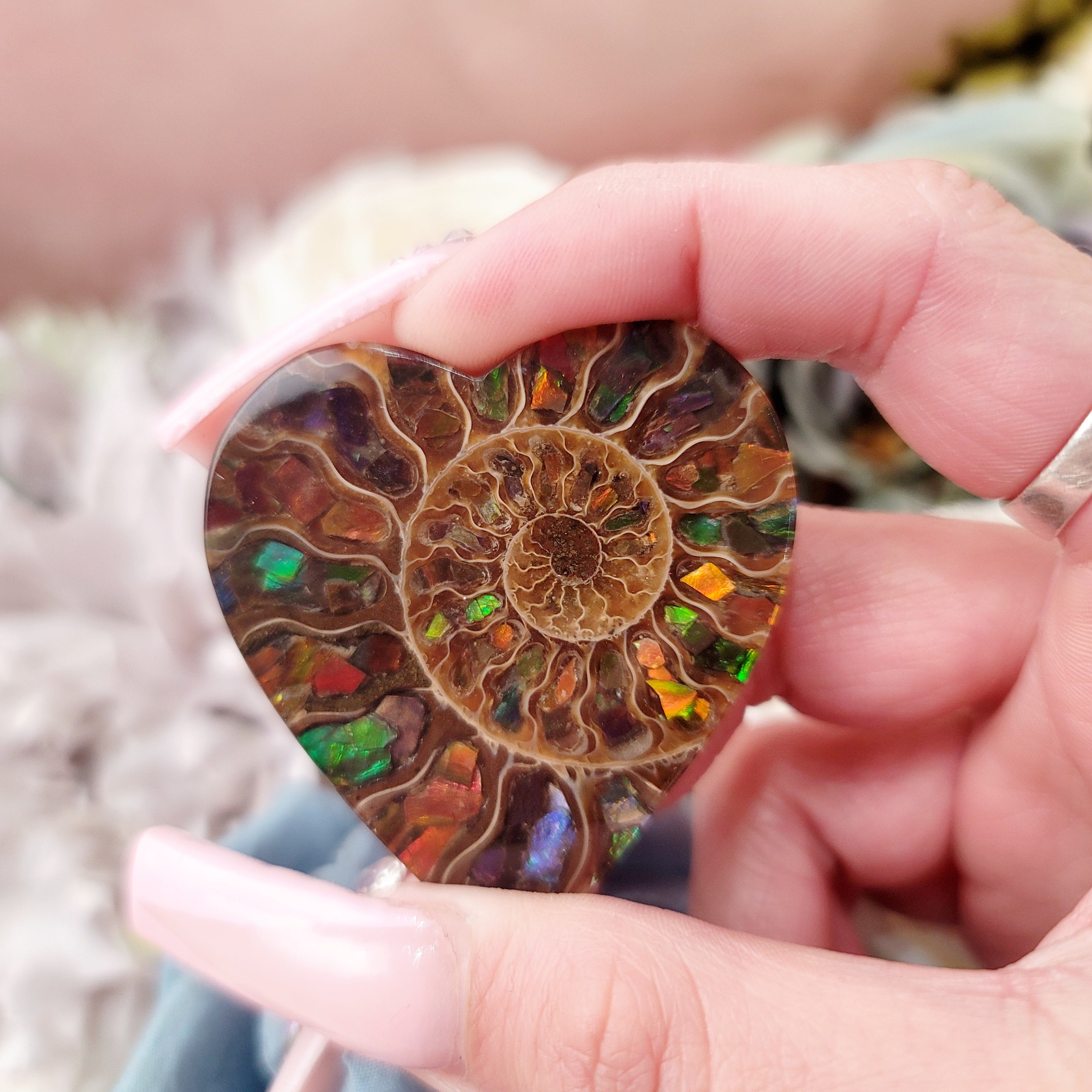 Ammonite with Ammolite Heart Inlay for Good Luck, Prosperity and Protection
