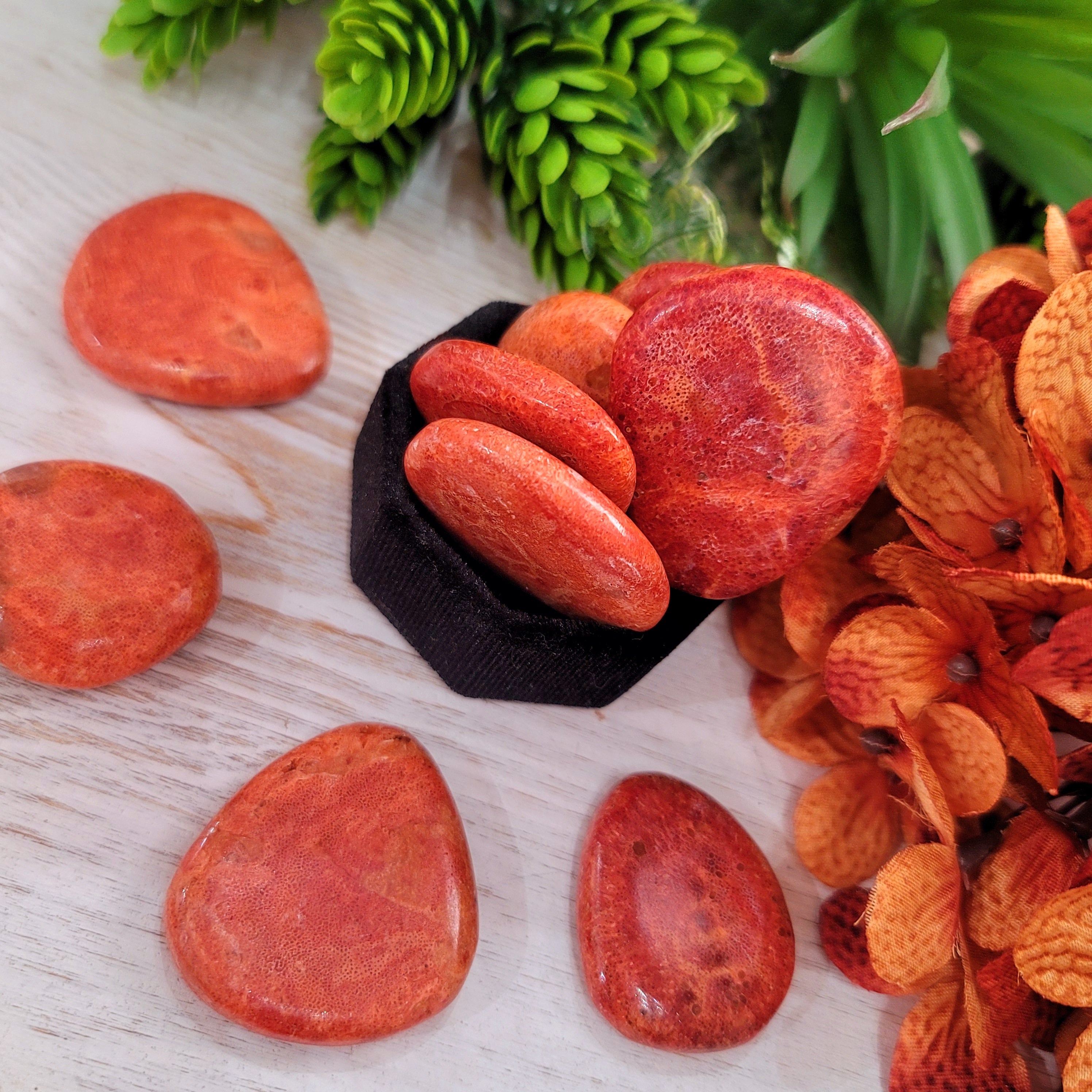 Rare Red Coral Fossil for Leadership, Luck and Successful Business